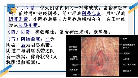 私处|女性外生殖器